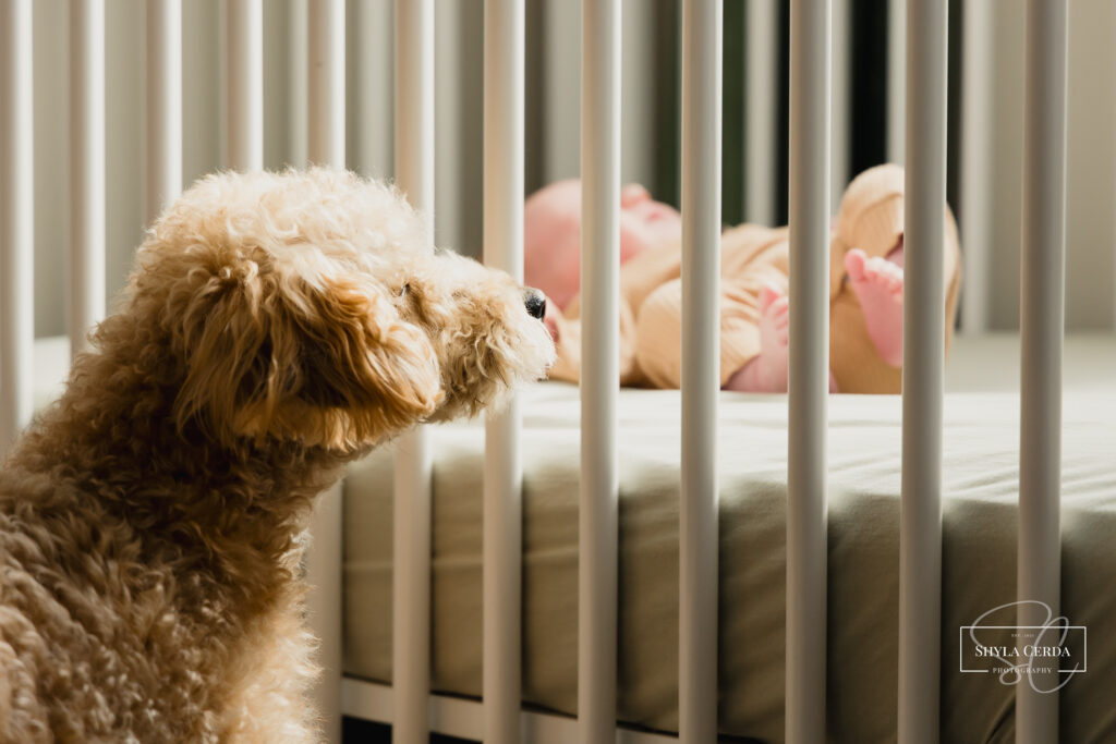 Dog and newborn baby photos.